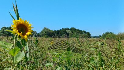 Działka Sprzedaż Włostów