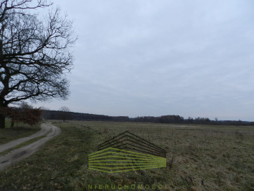Działka Sprzedaż Ściechów